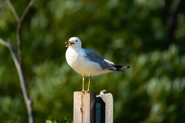 Seagull Perched Wooden Pole Sunny Day Burlington Canada — Stock Photo, Image