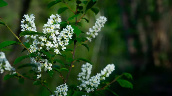 Güzel bir kiraz ağacının yakın çekimi