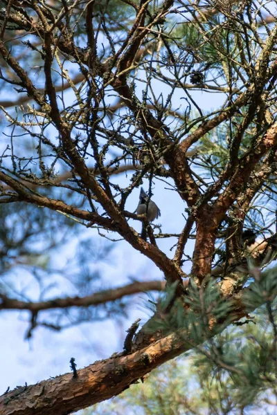 Vertical Shot European Crested Tit Perched Pine Tree Branch Blue — Stockfoto