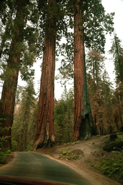 Vertikální Záběr Silnici Obklopenou Starými Vysokými Stromy Yosemitském Národním Parku — Stock fotografie