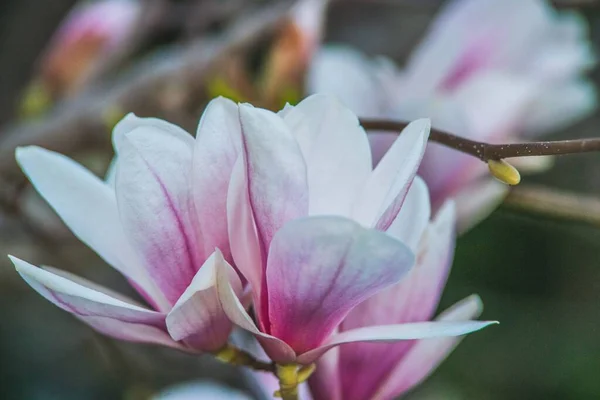Closeup Shot Magnolia — Stock Photo, Image