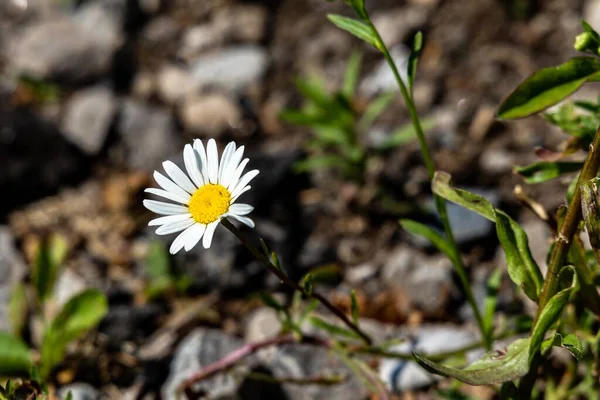 Eine Selektive Fokusaufnahme Der Weißen Oxeye Gänseblümchenblümchen Garten Kanada — Stockfoto