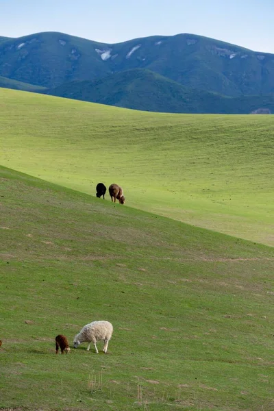 Tiro Vertical Ovejas Pastando Una Hierba Campo — Foto de Stock