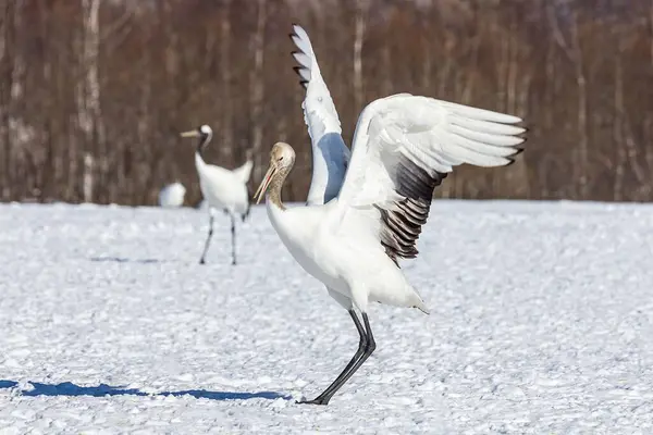 Une Jeune Grue Couronne Rouge Dansant Sur Champ Enneigé — Photo