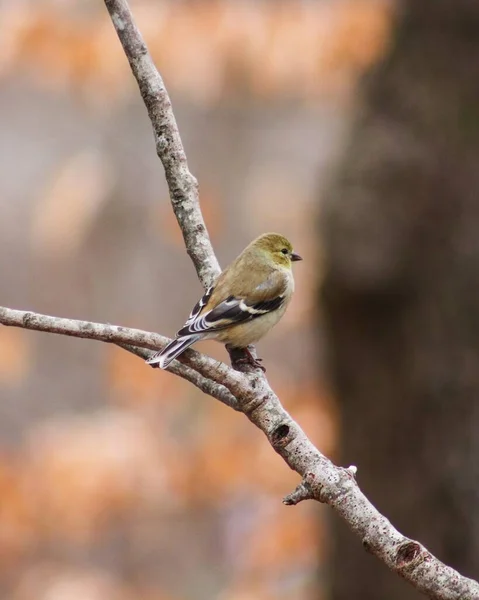 Tiro Vertical Goldfinch Americano Empoleirado Galho Árvore Madeira Luz Dia — Fotografia de Stock