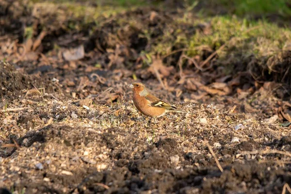 Small Common Chaffinch Perched Ground Forest Sunny Day — Stock Photo, Image