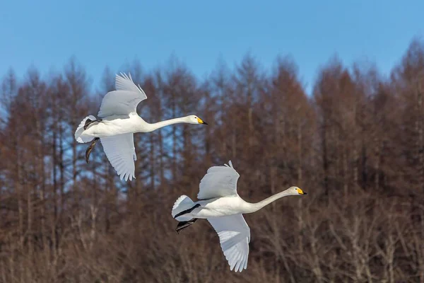 Два Лебеді Літають Проти Лісу — стокове фото