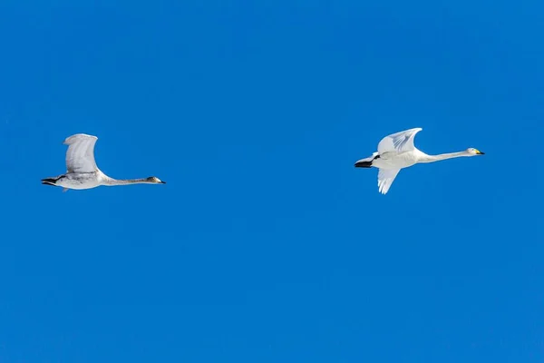 Dwa Łabędzie Latające Błękitnym Niebie — Zdjęcie stockowe