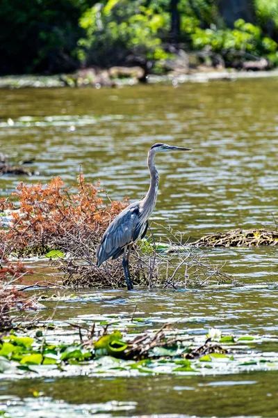 Uma Grande Garça Azul Pesca Lago Ontário Canadá — Fotografia de Stock