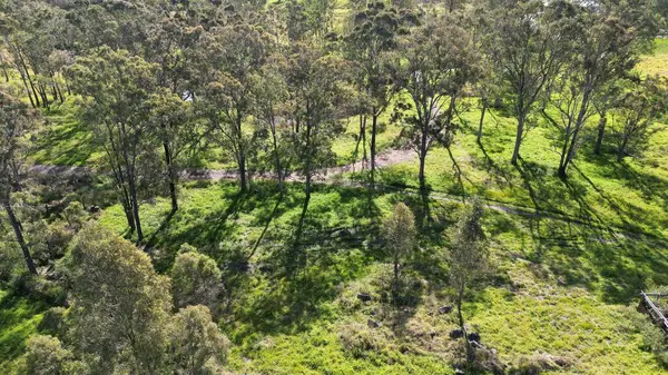 Une Vue Aérienne Arbres Dans Champ Vert Avec Sentier Sous — Photo