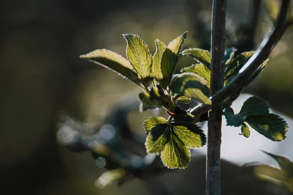 Eine Nahaufnahme Der Blätter Des Baumes — Stockfoto
