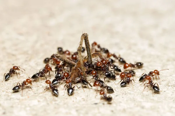 A closeup shot of an attack of an ant colony on a spider