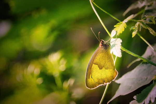 Uma Borboleta Marrom Prado Uma Folha Verde — Fotografia de Stock