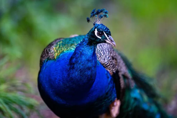 Closeup Peafowl Azul Bonito Com Uma Crista Uma Cabeça — Fotografia de Stock