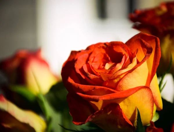 Close Shot Orange Rose Blur — Stock Photo, Image