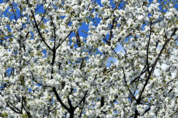 Belo Tiro Uma Árvore Florescente Cerejeira Fundo Céu Azul — Fotografia de Stock