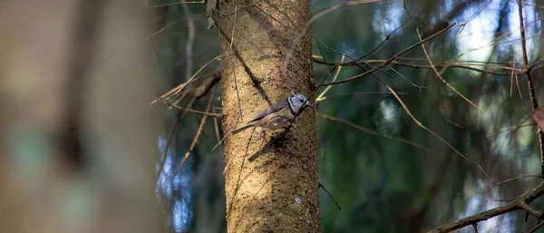 European Crested Tit Perched Wooden Tree Trunk Forest Daylight — Stockfoto