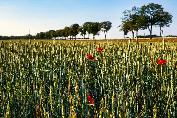 Пшеничне Поле Дикими Маковими Квітами Вирощеними Між Зрілими Шипами Пшениці — стокове фото