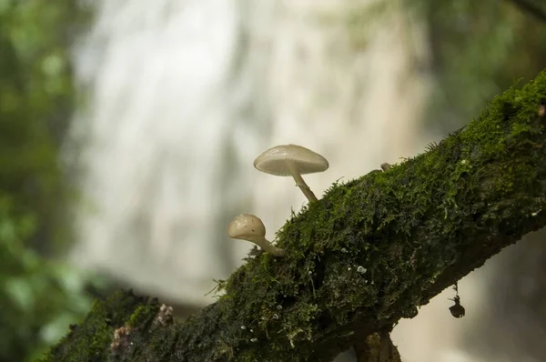 Closeup Shot Hvide Små Svampe Moskustræet Med Vandfald Baggrunden - Stock-foto