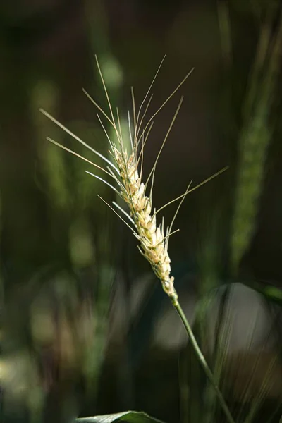 Een Close Shot Van Een Tarwe — Stockfoto