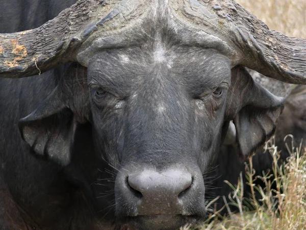 Closeup Large Black Buffalo Bull Kruger National Park — Stock Photo, Image