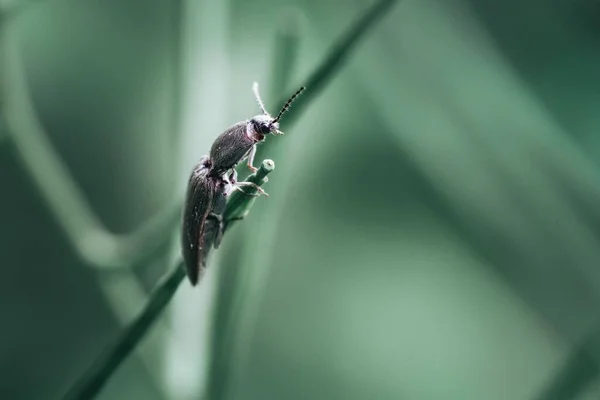 Lágy Fókusz Egy Kattintás Bogár Egy Gallyat Ellen Blury Háttér — Stock Fotó