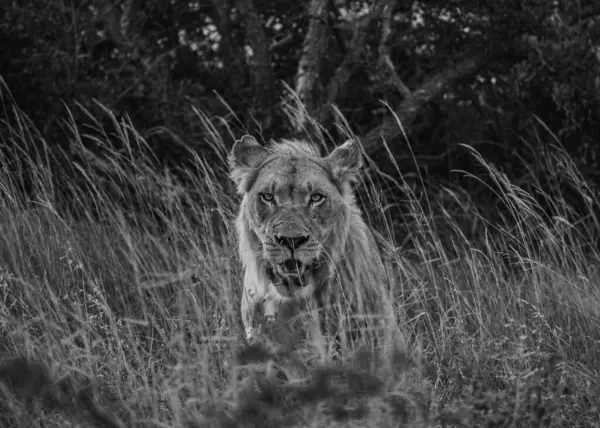 Cliché Niveaux Gris Lion Entouré Herbe Regardant Caméra — Photo