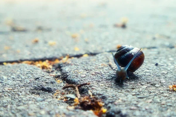 Închidere Unui Melc Pământ — Fotografie, imagine de stoc