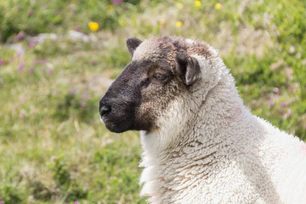 Острові Дарсі Ірландія Вистрілили Ковдру Вівцю — стокове фото