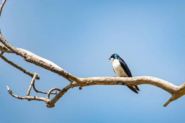 Tree Swallow Sitting Tree Branch Sunny Day Tachycineta Bicolor — Stock Photo, Image