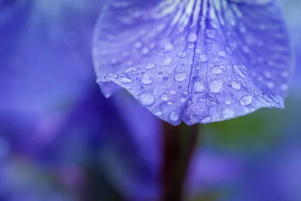 水滴蓝花瓣的柔软焦点 美丽的自然背景 — 图库照片