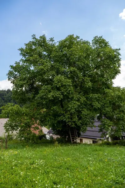 마당에 나무의 — 스톡 사진