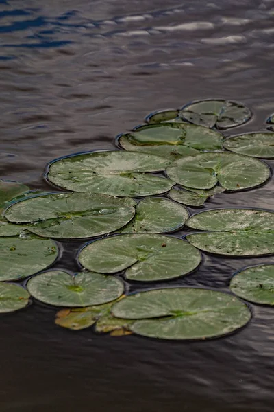 Tiro Vertical Água Redonda Lilly Lotus Almofadas Lago — Fotografia de Stock
