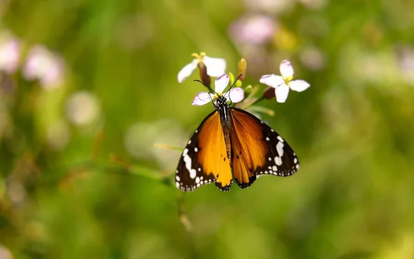 Una Hermosa Mariposa Sobre Flores —  Fotos de Stock