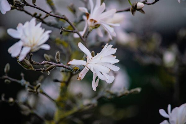 A closeup shot of Magnolia stellata