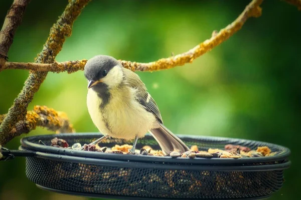 Closeup Great Tit Perched Metal Bird Feeder Full Food — Stockfoto