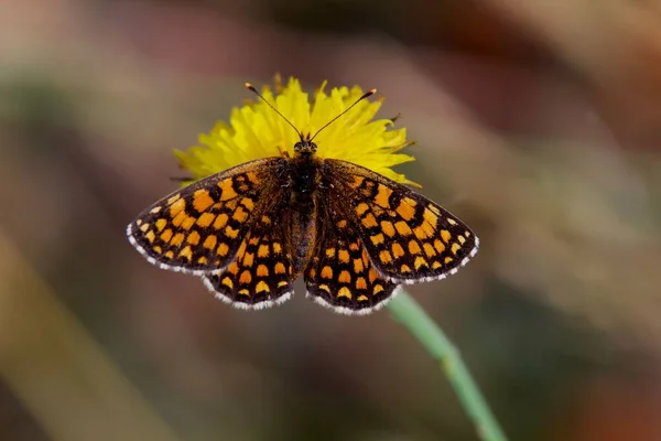 Een Closeup Van Een Heide Fritillaire Vlinder Een Gele Paardebloem — Stockfoto