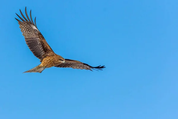 Black Kite Flying Blue Sky — Stock Photo, Image