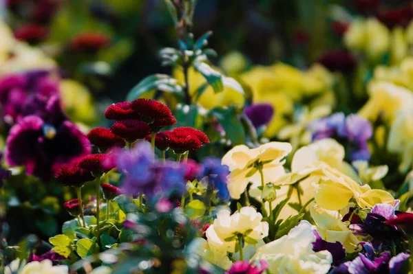 Hermoso Tiro Flores Silvestres Colores Prado — Foto de Stock