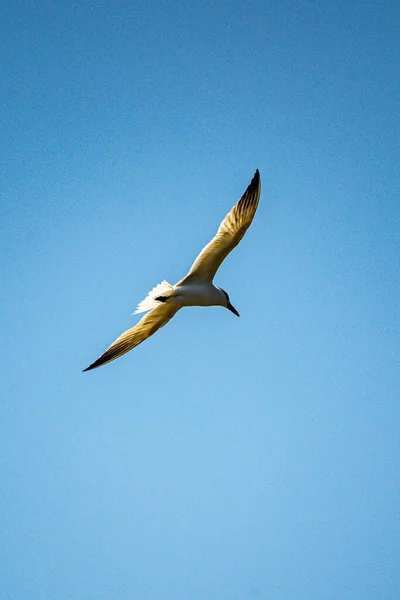 하늘을 배경으로 하늘을 날면서 사냥하는 피해의 하이드 카스피아 — 스톡 사진