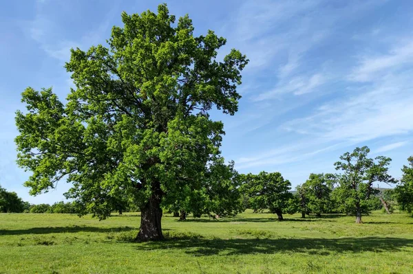 Una Vista Panorámica Campo Verde Algunos Árboles Bajo Cielo Nublado — Foto de Stock