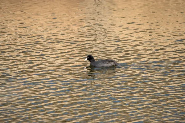 Coot Comum Com Bico Branco Nadando Água Lago Dia Ensolarado — Fotografia de Stock