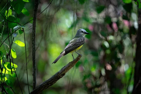 Malý Jižní Texas Kingbird Obklopený Rostlinami Sedí Větvi Detailní Záběr — Stock fotografie