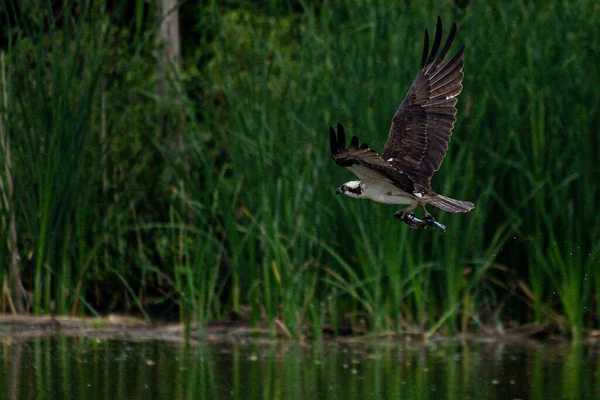 Falco Pescatore Pesce Lago Una Giornata Sole Pandion Haliaetu — Foto Stock