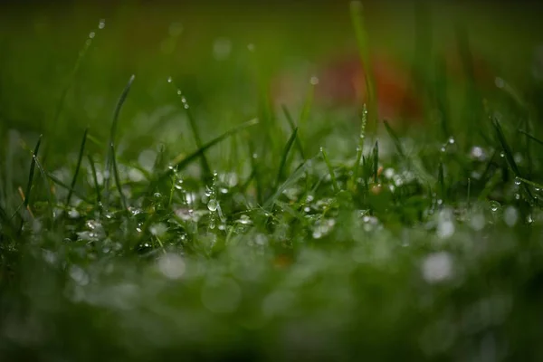 Közelkép Egy Esős Nedves Fűről — Stock Fotó