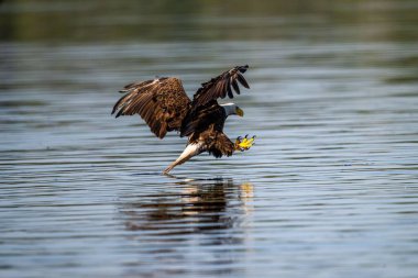 Gölün üzerinde uçan kel bir kartal.