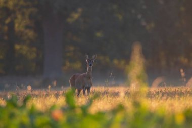 Gün batımında güzel bir tarlada sevimli bir geyik manzarası.