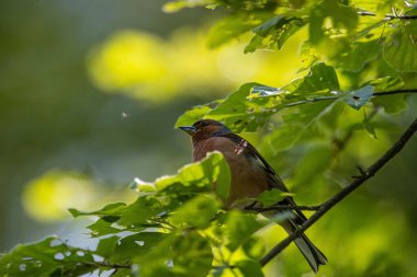 Bir ağaç dalına tünemiş basit bir çaça (Fringilla coelebs).