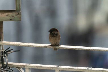 Güneşli bir günde metal bir yüzeye tünemiş küçük kahverengi bir ev serçesi.