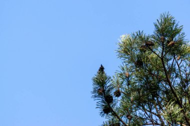 A scenic view of a European crested tit perched on a pine tree branch in a blue sky background